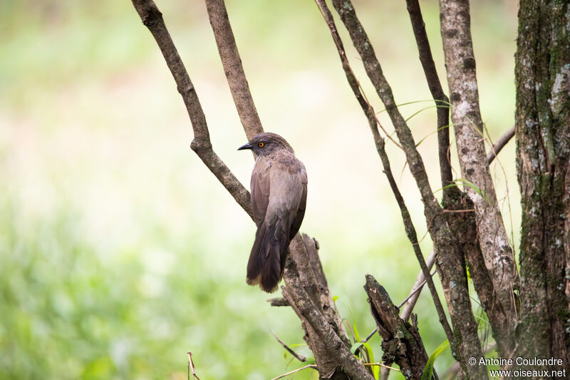 Arrow-marked Babbleradult