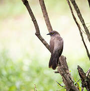 Arrow-marked Babbler