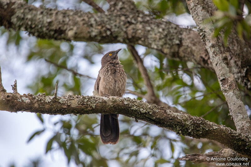 Arrow-marked Babbleradult