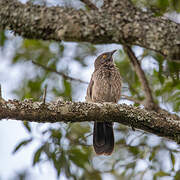 Arrow-marked Babbler