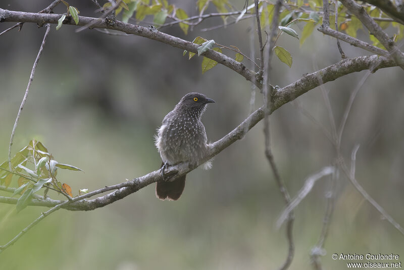 Arrow-marked Babbleradult