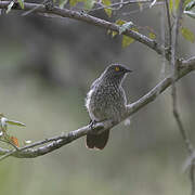 Arrow-marked Babbler