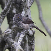 Arrow-marked Babbler