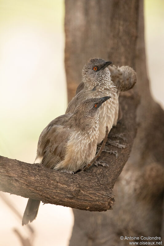 Arrow-marked Babblerjuvenile