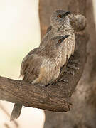 Arrow-marked Babbler