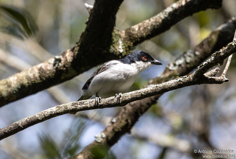 Black-backed Puffbackadult