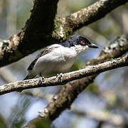 Black-backed Puffback