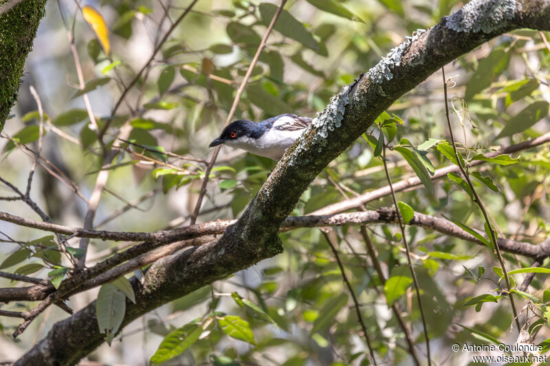 Black-backed Puffbackadult