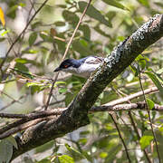 Black-backed Puffback