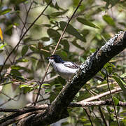 Black-backed Puffback