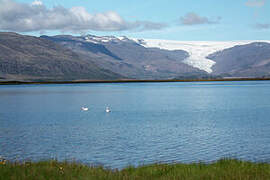 Whooper Swan