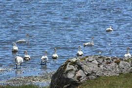 Whooper Swan