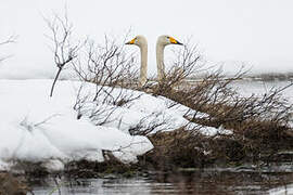 Whooper Swan