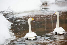 Whooper Swan