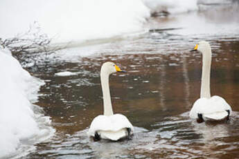 Cygne chanteur