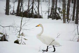 Whooper Swan