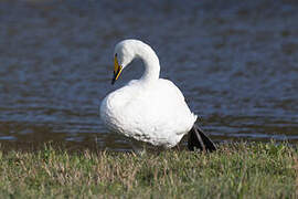 Cygne chanteur