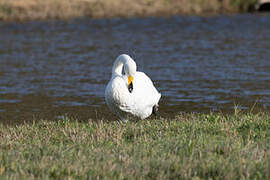 Whooper Swan