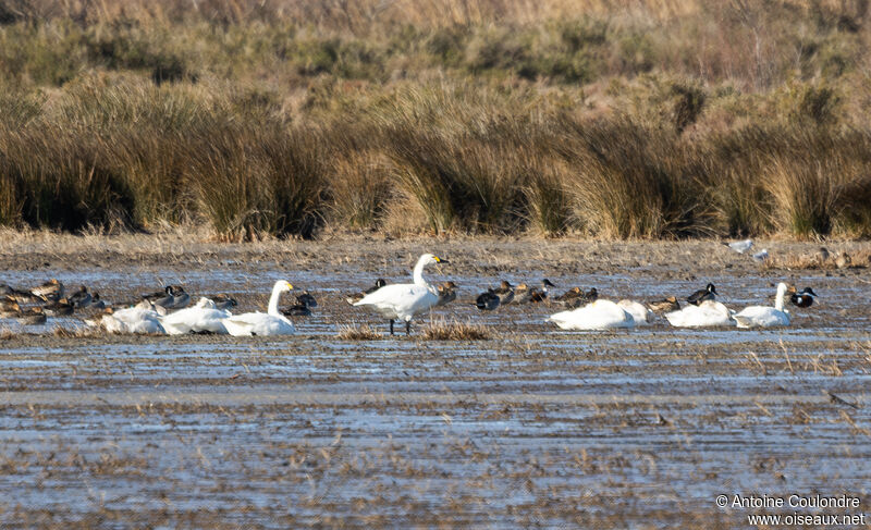 Cygne de Bewickadulte internuptial