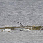 Cygne de Bewick