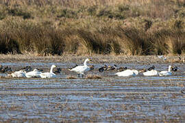 Tundra Swan