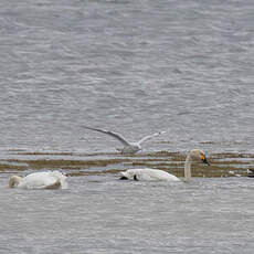 Cygne de Bewick