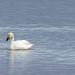 Cygne de Bewick