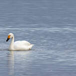 Cygne de Bewick