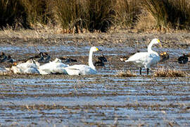 Tundra Swan