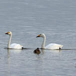 Cygne de Bewick