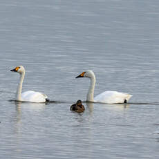 Cygne de Bewick