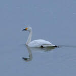 Cygne de Bewick