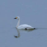 Cygne de Bewick