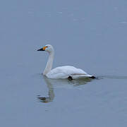 Tundra Swan