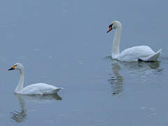 Tundra Swan