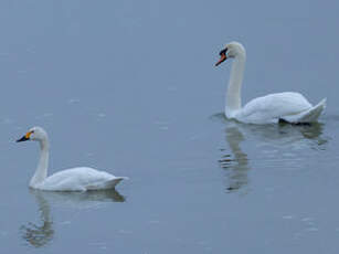 Cygne de Bewick