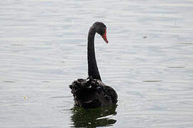 Cygne noir