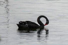 Cygne noir