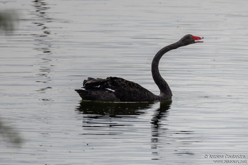 Cygne noiradulte