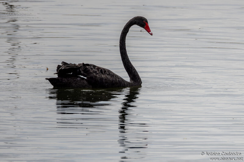 Cygne noiradulte