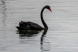 Black Swan