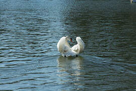 Mute Swan