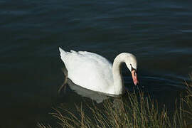 Cygne tuberculé