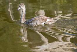 Mute Swan