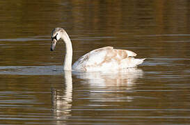 Mute Swan