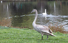 Cygne tuberculé