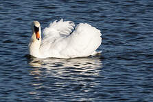 Cygne tuberculé