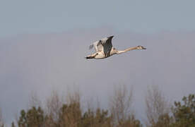 Cygne tuberculé