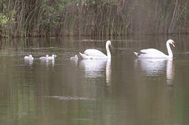 Cygne tuberculé