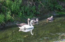 Cygne tuberculé